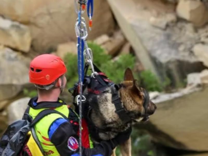 Trained search dog with its handler rides cable car