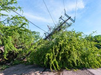Tree lying across road with downed power lines after storm.